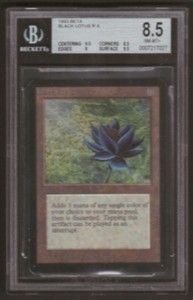 black lotus